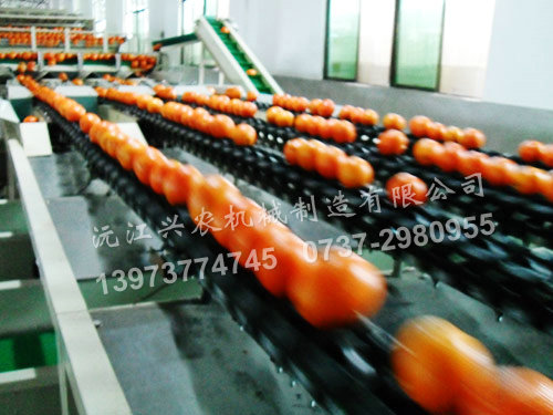 電子水果分選機(jī)重量式分選機(jī)